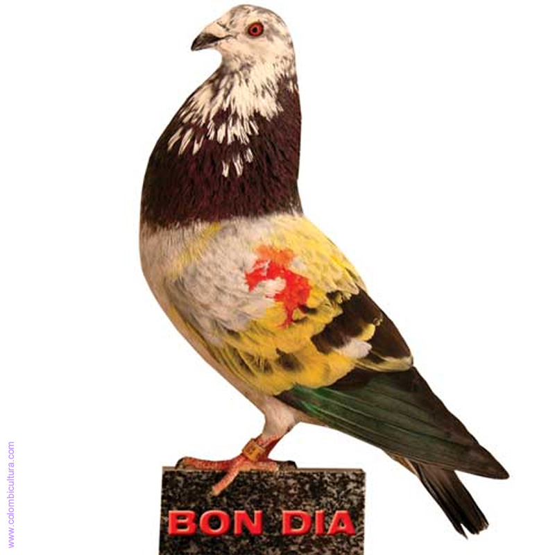 bon_dia af-101384
