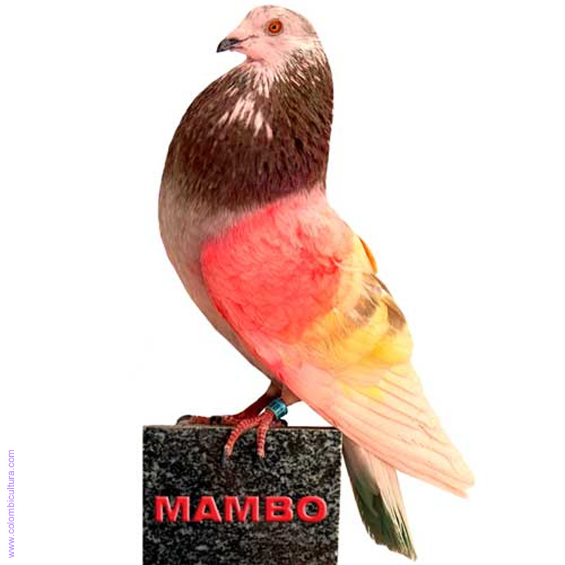 mambo b-818076