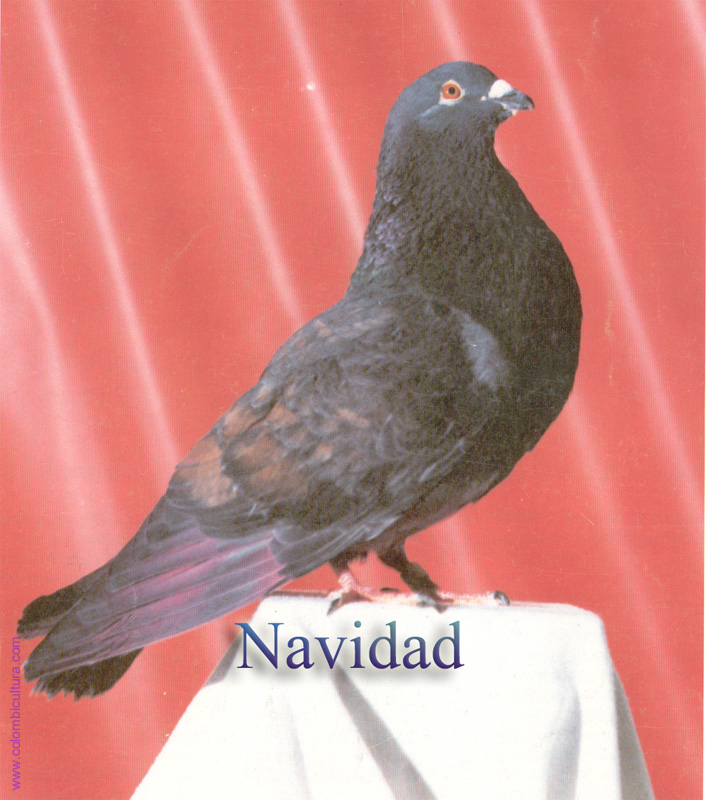 navidad