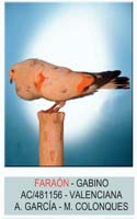 faraon ac-481156