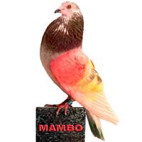 mambo b-818076