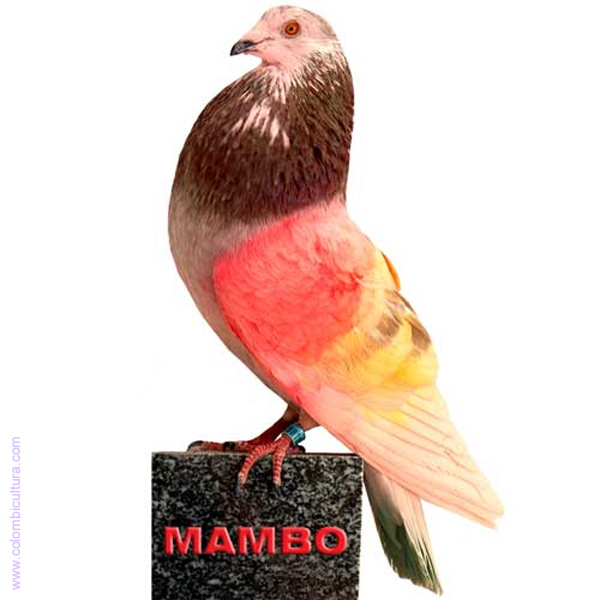 b-818076 mambo